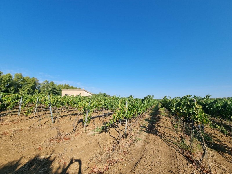 Terreno agricolo in Vendita a Masainas, 169'000€, 3000 m²