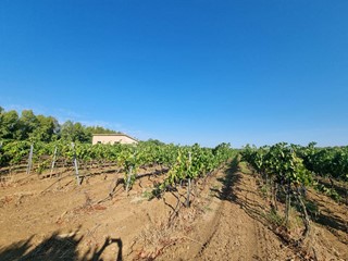 Terreno agricolo in Vendita a Masainas, 169'000€, 3000 m²