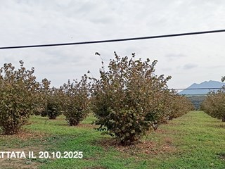 Terreno agricolo in Vendita a Civita Castellana, zona noccioleto, 595'000€, 160000 m²