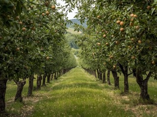 Terreno edificabile in Vendita a Colle di Val D'Elsa, 50'000€, 2500 m²