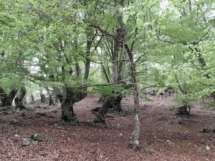 Terreno agricolo in Vendita a Montelanico, 49'000€, 15900 m²