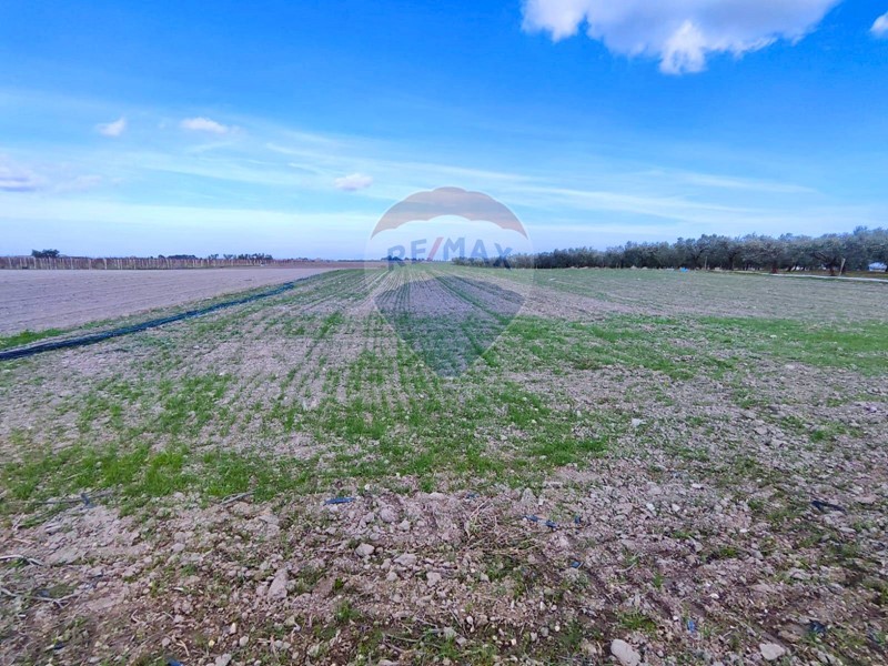 Terreno agricolo in Vendita a Foggia, 139'000&euro;, 66500 m²