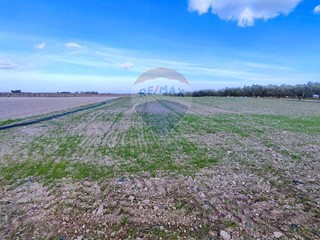 Terreno agricolo in Vendita a Foggia, 139'000&euro;, 66500 m²