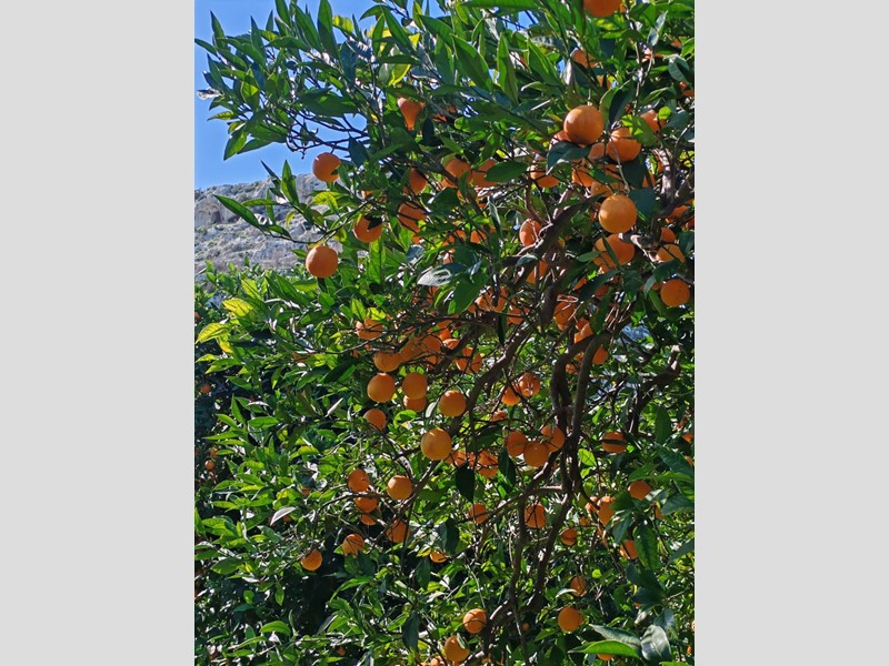 Attività commerciale in Vendita a Floridia, 38'000€, 6100 m²