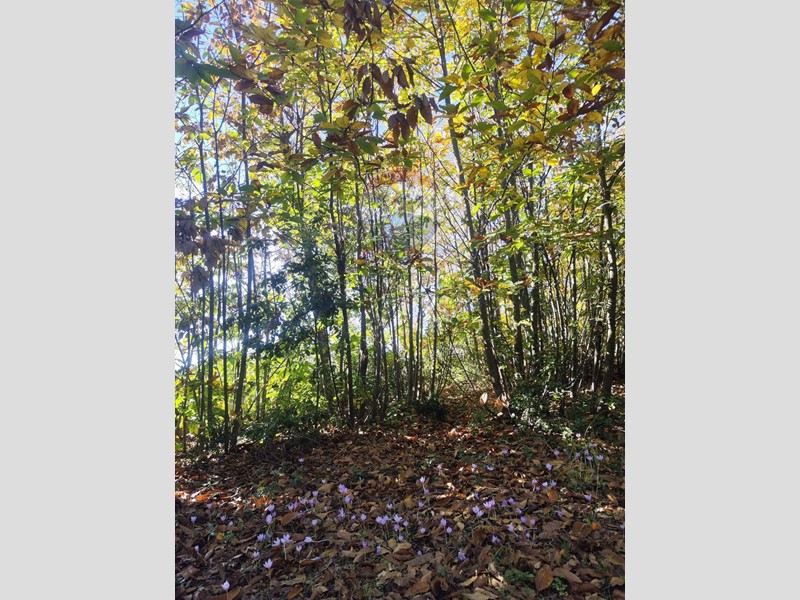 Terreno agricolo in Vendita a Pedara, 13'900€, 6500 m²