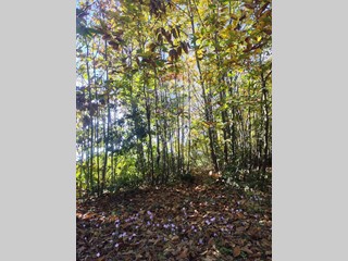 Terreno agricolo in Vendita a Pedara, 13'900€, 6500 m²