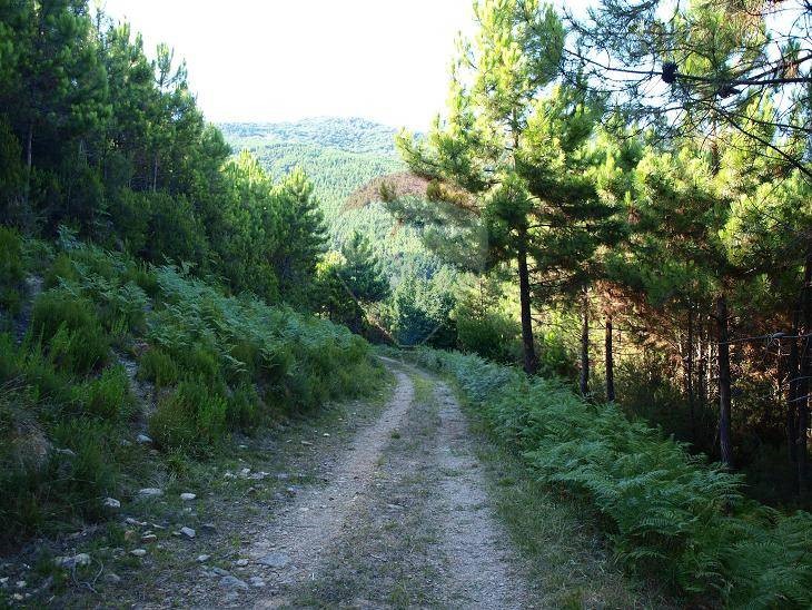 Terreno agricolo in Vendita a Vicopisano, 197'970&euro;, 159460 m²