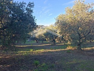 Terreno agricolo in Vendita a Guardialfiera, 9'900€, 3800 m²