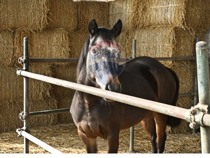 Rustico in Vendita a Civitella di Romagna, 650'000€, 250 m²