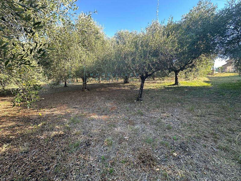 Terreno agricolo in Vendita a Cisano sul Neva, 35'000€, 1370 m²