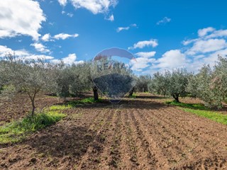 Terreno agricolo in Vendita a Caltagirone, 98'000&euro;, 100000 m²