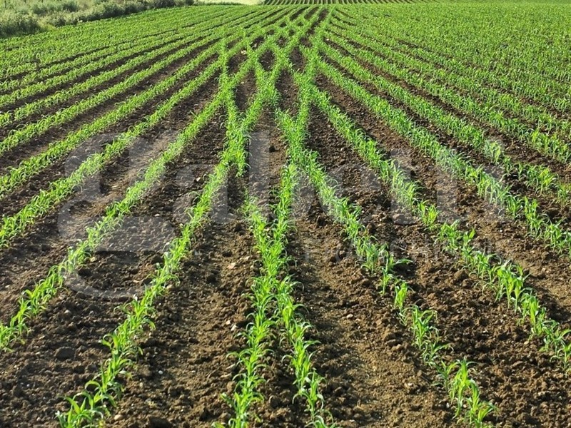 Terreno agricolo in Vendita a Monselice, 25'000€, 4000 m²