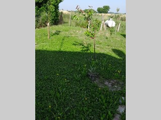 Casa Indipendente in Vendita a Frassinelle Polesine, 65'000€, 100 m²