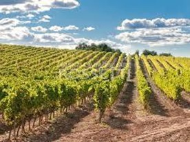 Terreno agricolo in Vendita a Cerreto Guidi, 200'000&euro;, 52000 m²