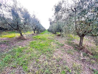 Casale in Vendita a Cerreto Guidi, 250'000&euro;, 250 m²