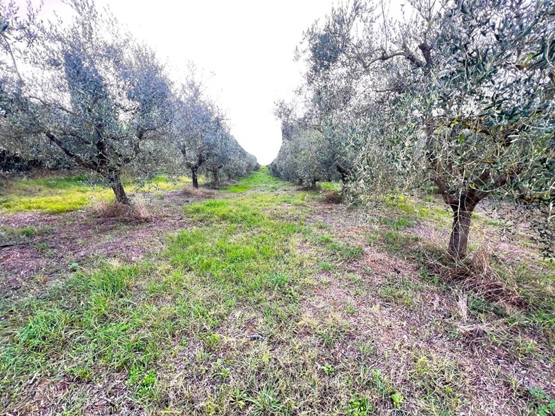 Terreno agricolo in Vendita a Cerreto Guidi, 200'000&euro;, 56000 m²