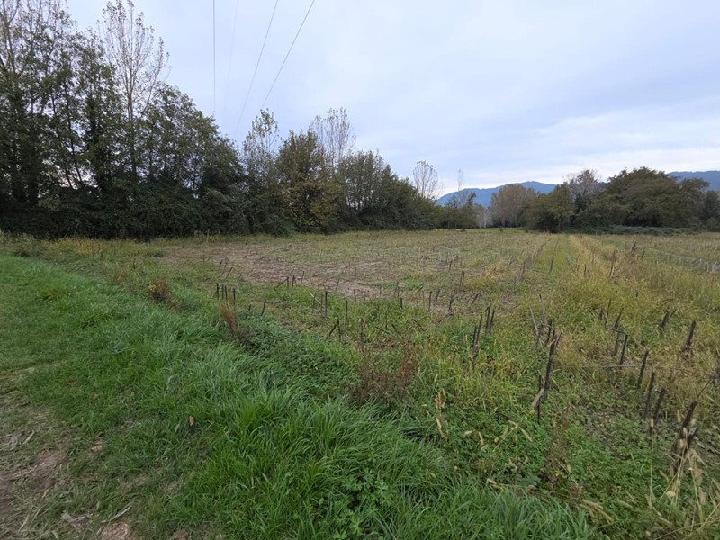 Terreno agricolo in Vendita a Capannori, zona Segromigno In Piano, 12'000&euro;, 2000 m²