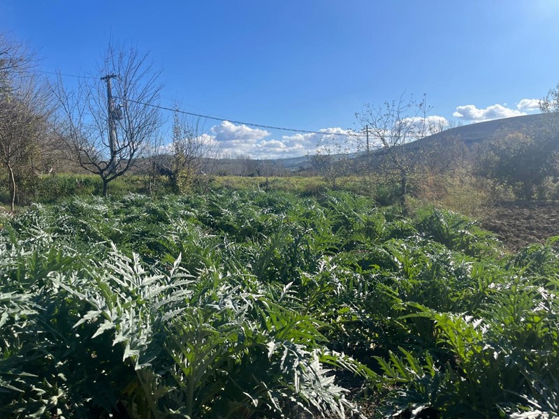 Terreno agricolo in Vendita a Asciano, 25'000€, 3000 m²