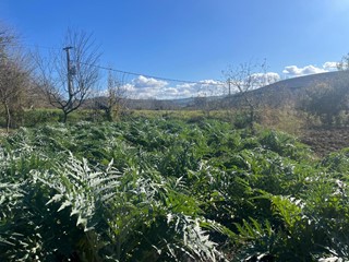 Terreno agricolo in Vendita a Asciano, 25'000€, 3000 m²