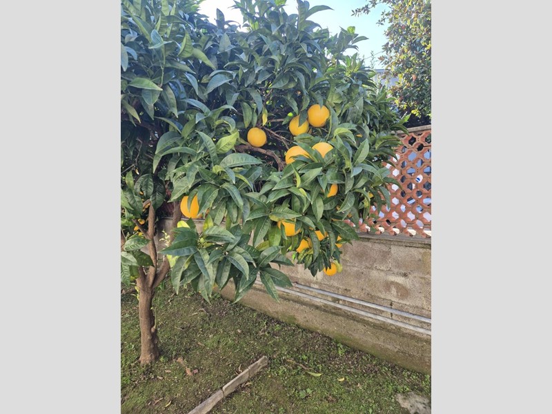 Trilocale in Affitto a Carrara, zona Marina di Carrara, 840&euro;, 65 m², arredato