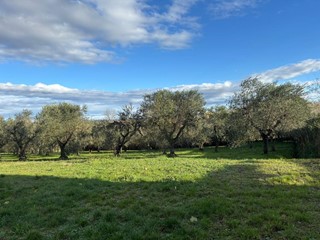 Terreno edificabile in Vendita a Terricciola, zona Selvatelle, 50'000&euro;, 3020 m²