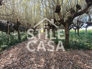 Terreno agricolo in Vendita a Capannori, zona Segromigno In Piano, 48'000&euro;, 4000 m²