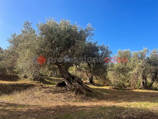 Terreno agricolo in Vendita a Pace del Mela, 28'000&euro;, 2000 m²