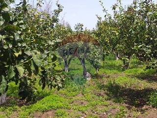 Terreno agricolo in Vendita a Fiumefreddo di Sicilia, 175'000&euro;, 11500 m²