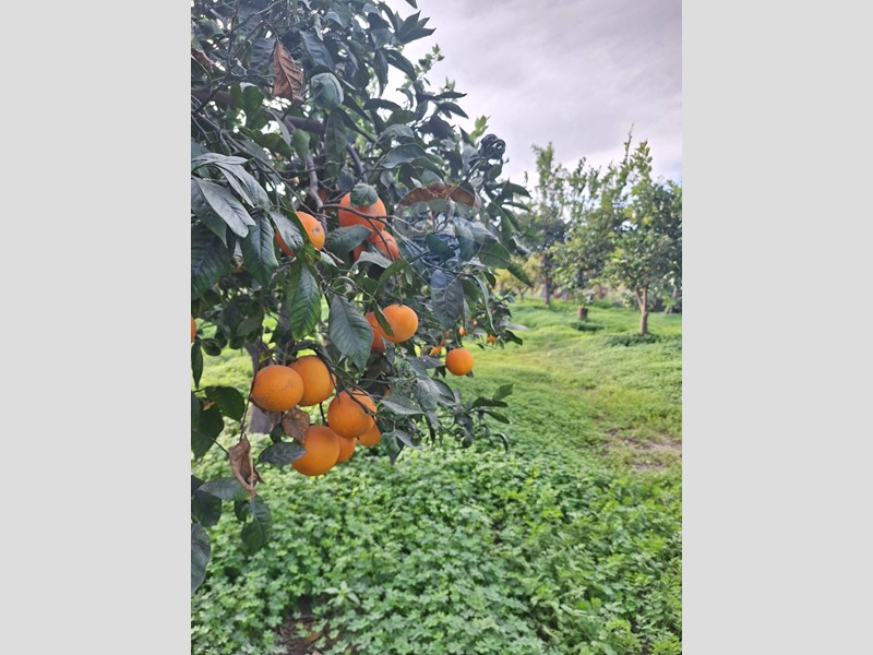 Terreno agricolo in Vendita a Belpasso, 60'000€, 5934 m²