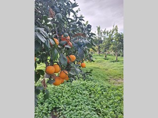 Terreno agricolo in Vendita a Belpasso, 60'000€, 5934 m²