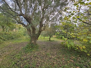 Terreno agricolo in Vendita a Pastorano, 32'000&euro;, 3800 m²