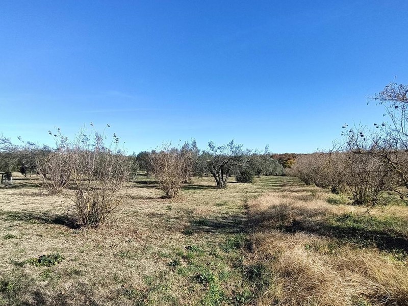 Terreno agricolo in Vendita a Vasanello, 15'000&euro;, 5000 m²