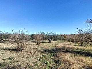 Terreno agricolo in Vendita a Vasanello, 15'000&euro;, 5000 m²