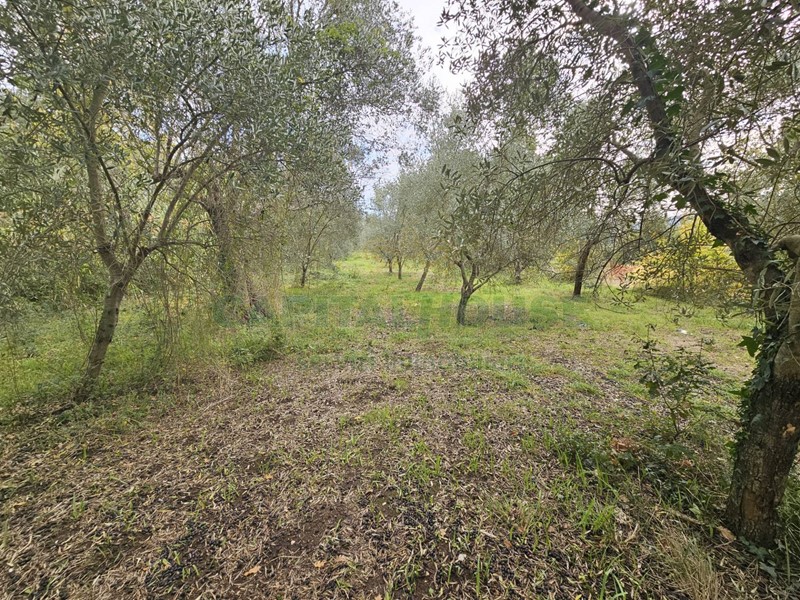Terreno agricolo in Vendita a Camigliano, 15'000&euro;, 2400 m²