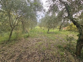 Terreno agricolo in Vendita a Camigliano, 15'000&euro;, 2400 m²
