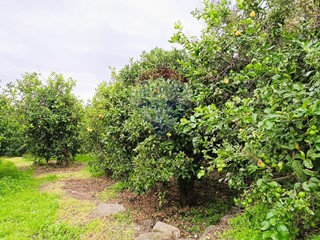 Terreno edificabile in Vendita a Riposto, 98'000€, 4764 m²