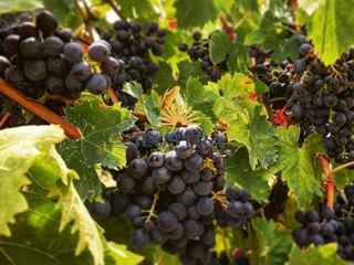 Attività commerciale in Vendita a Offida, 93500 m²