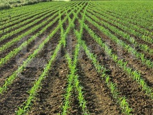 Terreno agricolo in Vendita a Pozzonovo, 20'000&euro;, 3904 m²