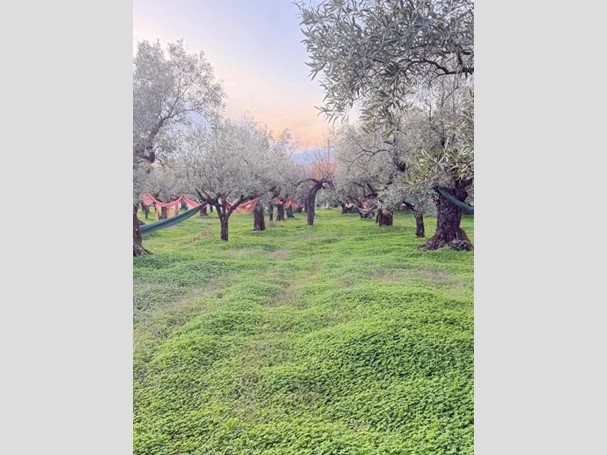 Terreno agricolo in Vendita a Lamezia Terme, 20'000&euro;, 1200 m²