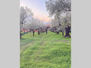 Terreno agricolo in Vendita a Lamezia Terme, 20'000&euro;, 1200 m²