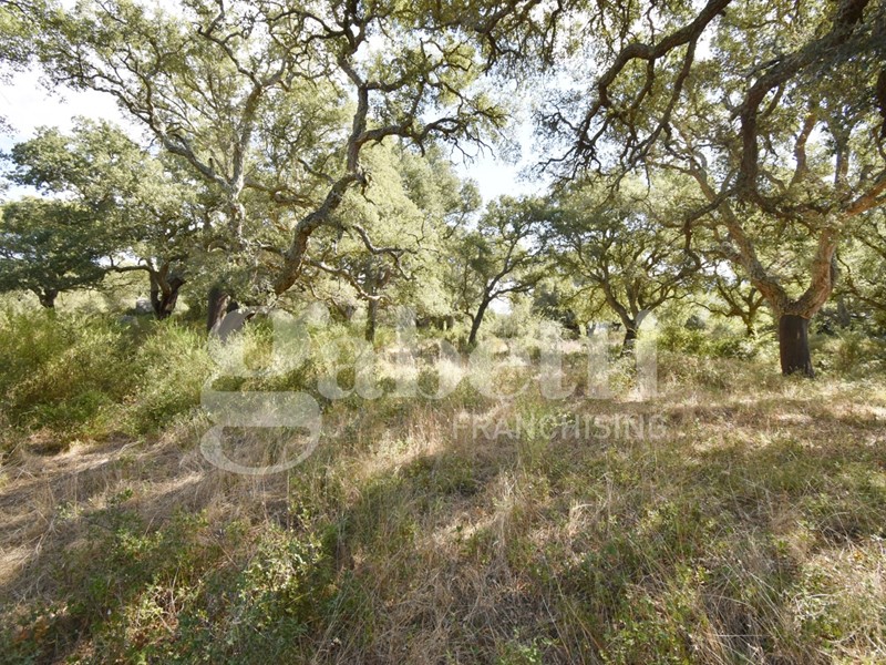 Terreno agricolo in Vendita a Berchidda, 95'000&euro;, 54548 m²