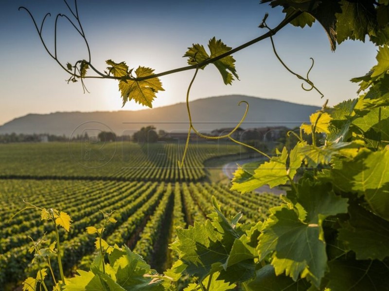 Terreno agricolo in Vendita a Mazara del Vallo, 150'000&euro;, 70000 m²