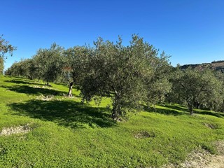 Terreno agricolo in Vendita a Corigliano Rossano, 100'000&euro;, 28000 m²