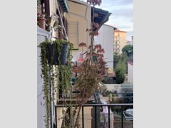 Quadrilocale in Vendita a Firenze, zona Statuto, 480'000&euro;, 110 m²