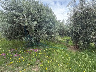 Appartamento in Vendita a Rosignano Marittimo, 155'000&euro;, 112 m²