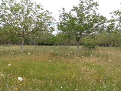 Terreno agricolo in Vendita a Scorrano, zona via Supersano, 4'500€, 4000 m²