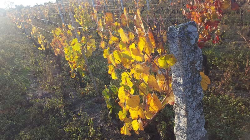 Terreno agricolo in Vendita a Luras