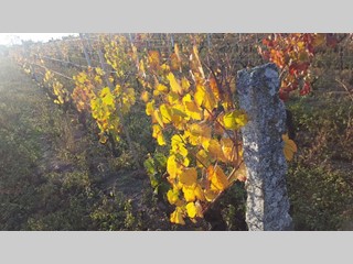 Terreno agricolo in Vendita a Luras