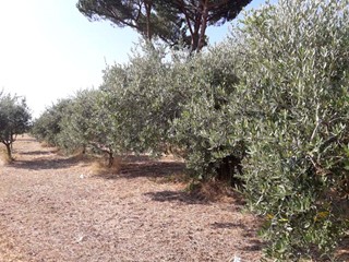 Terreno agricolo in Vendita a Albano Laziale, zona QUATTROGROTTE, 22'000€, 2320 m²