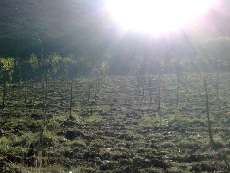 Terreno agricolo in Vendita a Sessa Aurunca, zona SAN SEBASTIANO , 100'000€